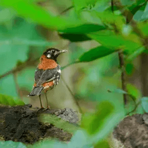Placeholder for licensed Tangkoko rainforest wildlife photography