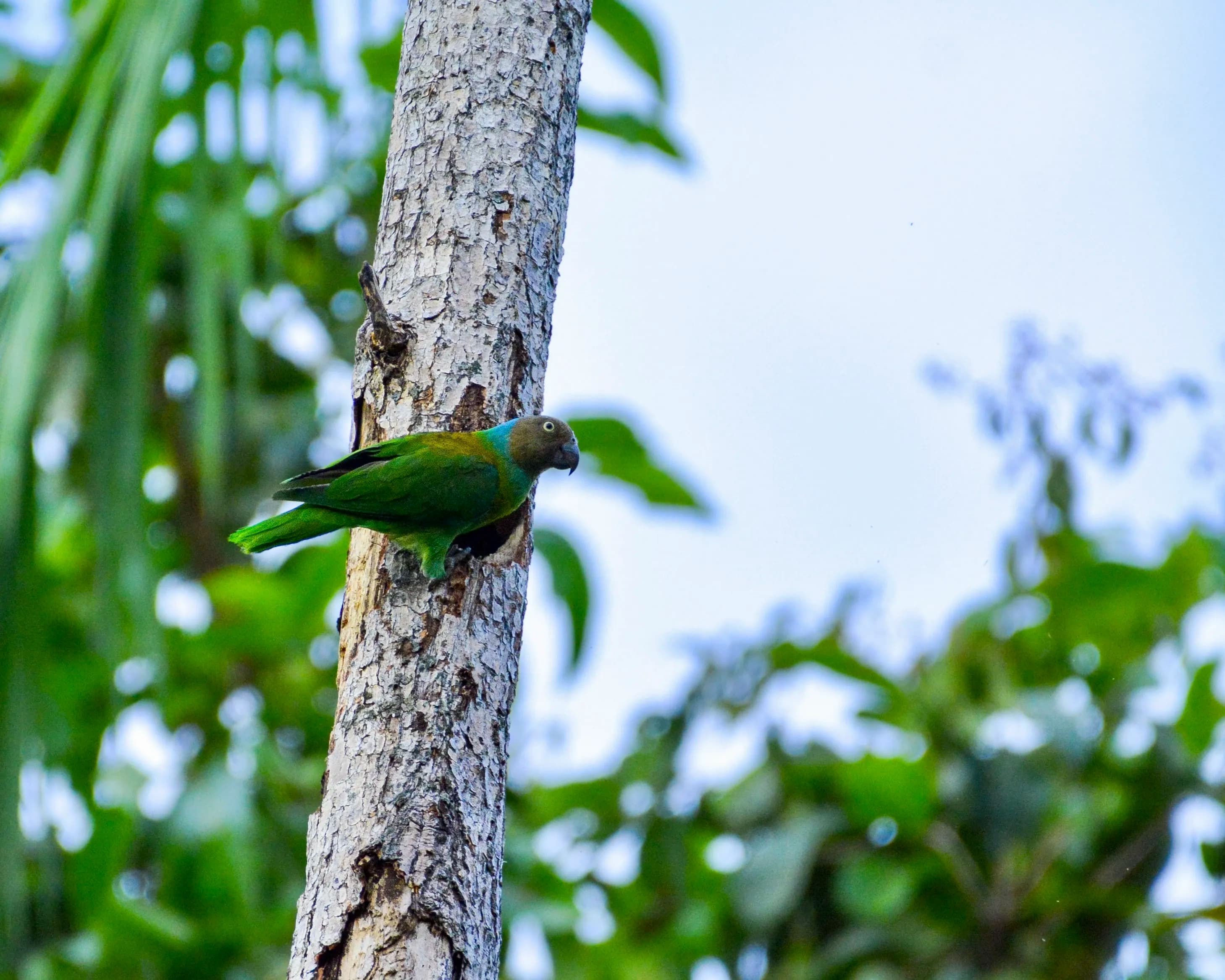 Moluccas - 5