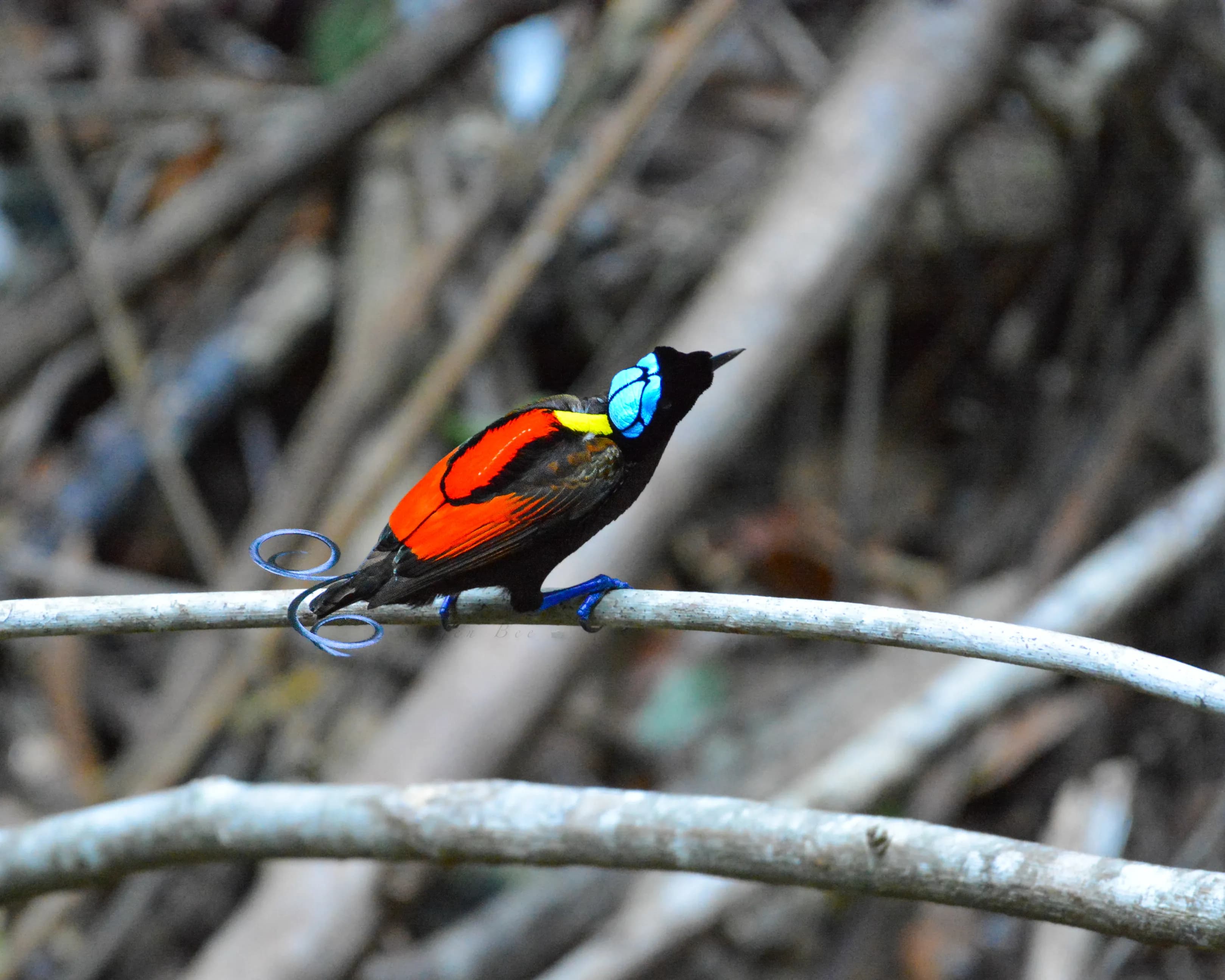 23 Days / 22 Nights Bird Expedition – Sulawesi, North Moluccas & West Papua - 6