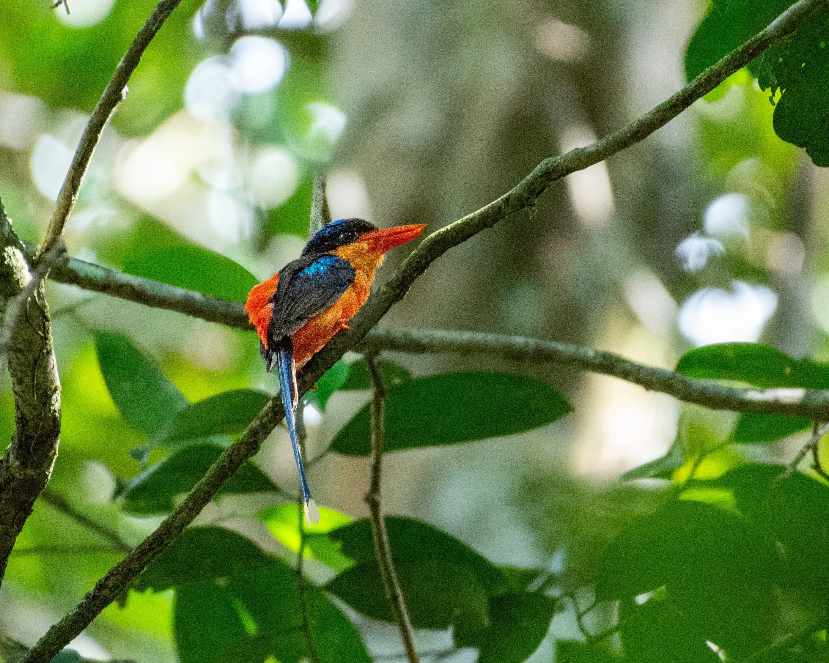 23 Days / 22 Nights Bird Expedition – Sulawesi, North Moluccas & West Papua - 14