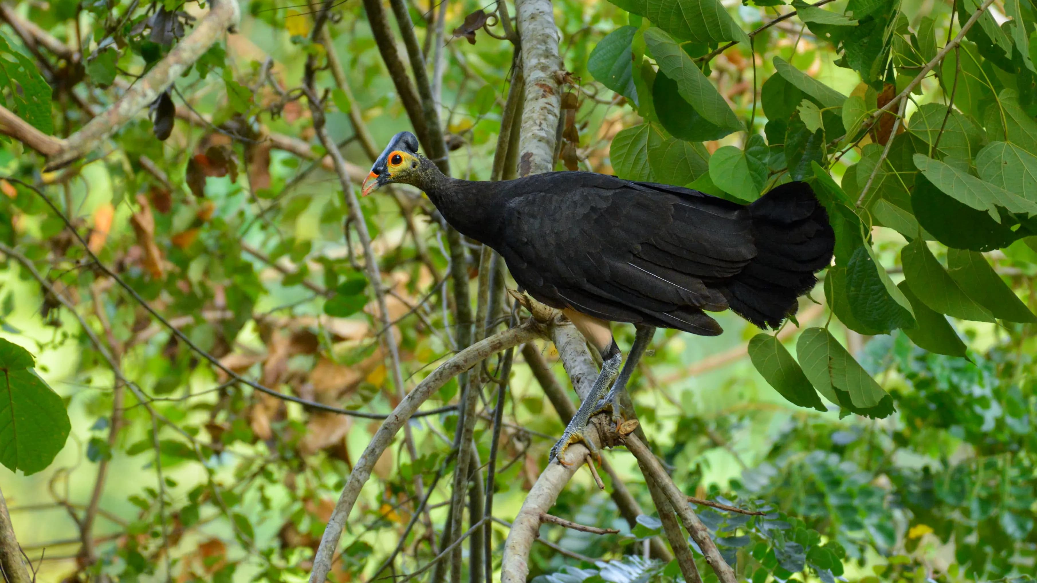 Maleo (macrocephalon maleo)