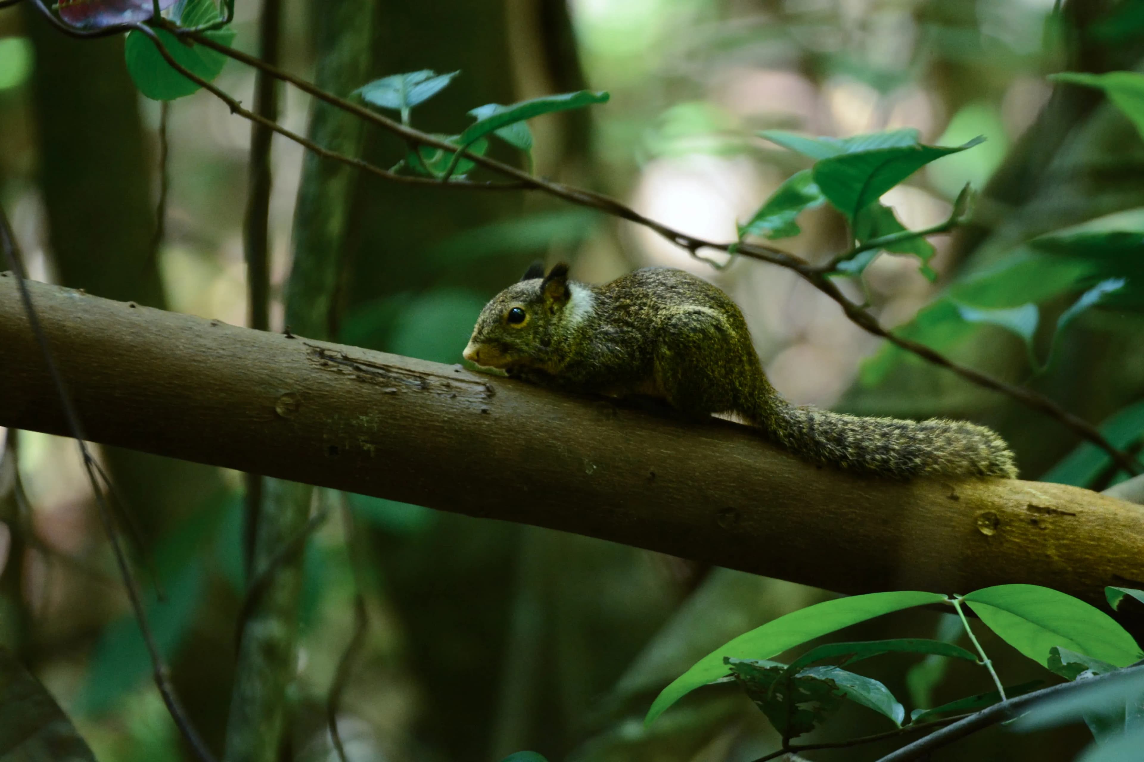 TANGKOKO WILDLIFE TOUR - 2
