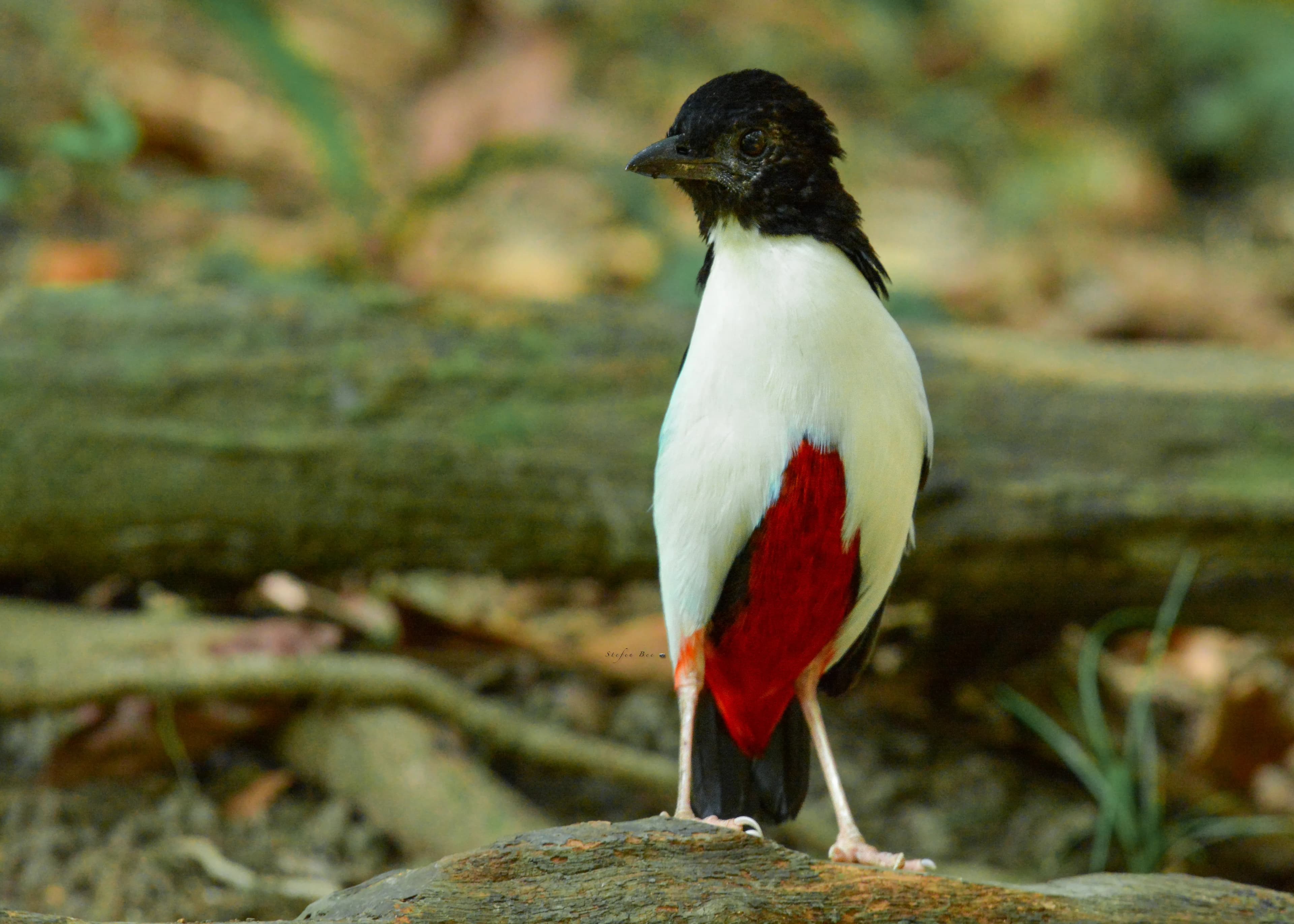 23 Days / 22 Nights Bird Expedition – Sulawesi, North Moluccas & West Papua - 7