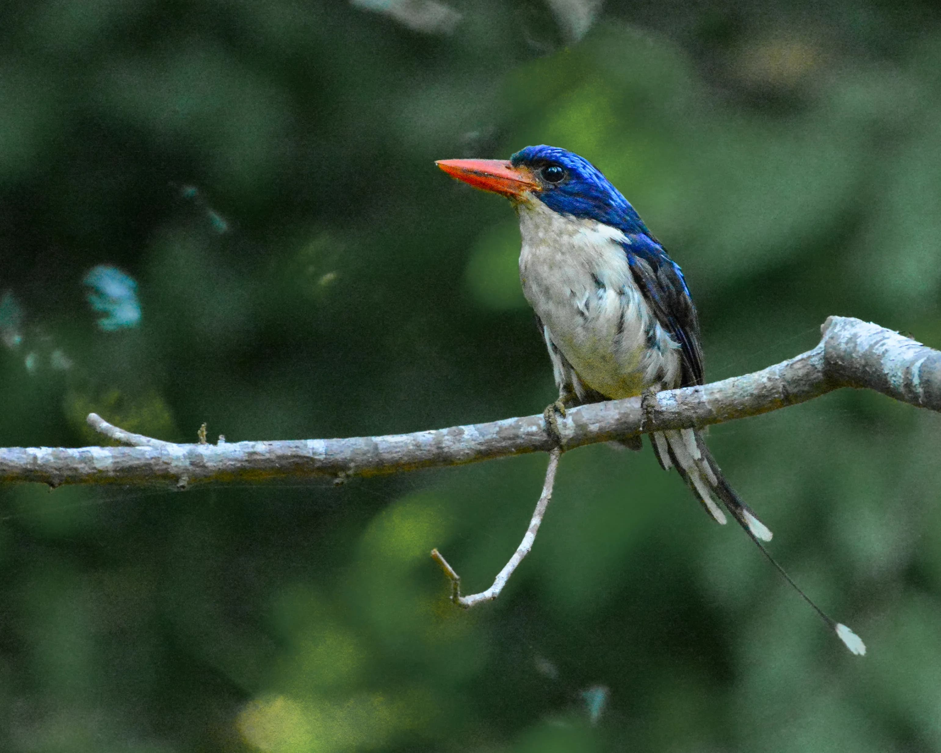23 Days / 22 Nights Bird Expedition – Sulawesi, North Moluccas & West Papua - 9