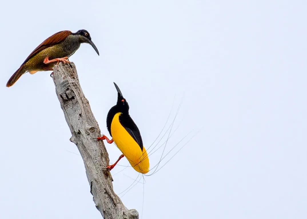 23 Days / 22 Nights Bird Expedition – Sulawesi, North Moluccas & West Papua - 3