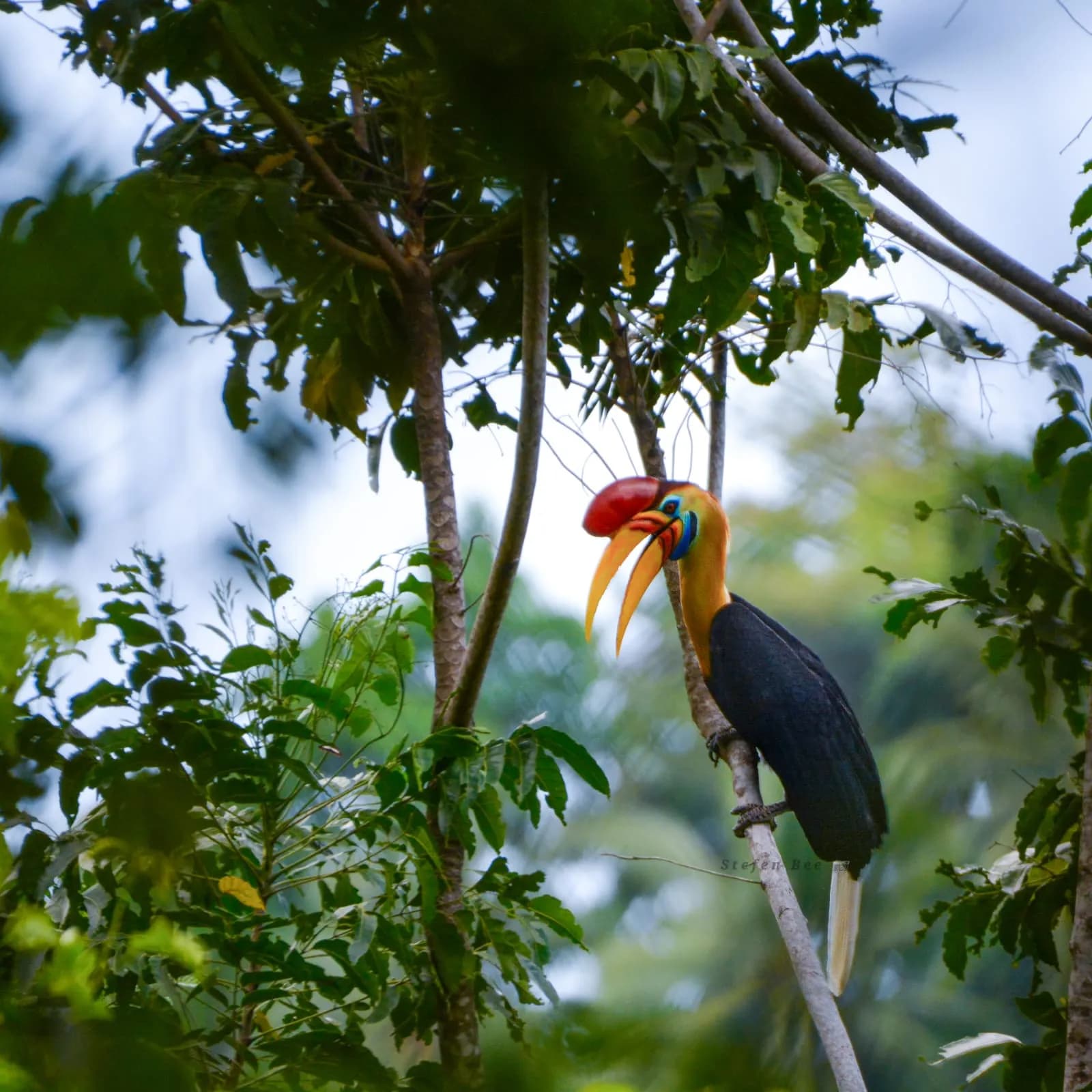 TANGKOKO WILDLIFE TOUR - 6