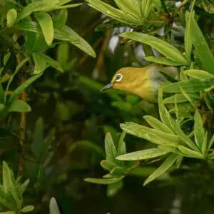 Tangkoko-Tomohon Birding Tour 6days/5nights - 1