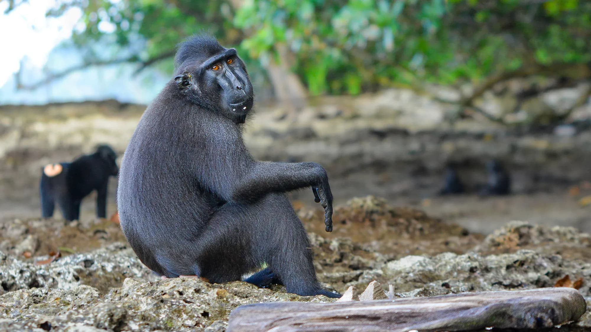 Black Creasted Macaque (Macaca Nigra)