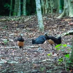 Tangkoko-Tomohon Birding Tour 6days/5nights - 6