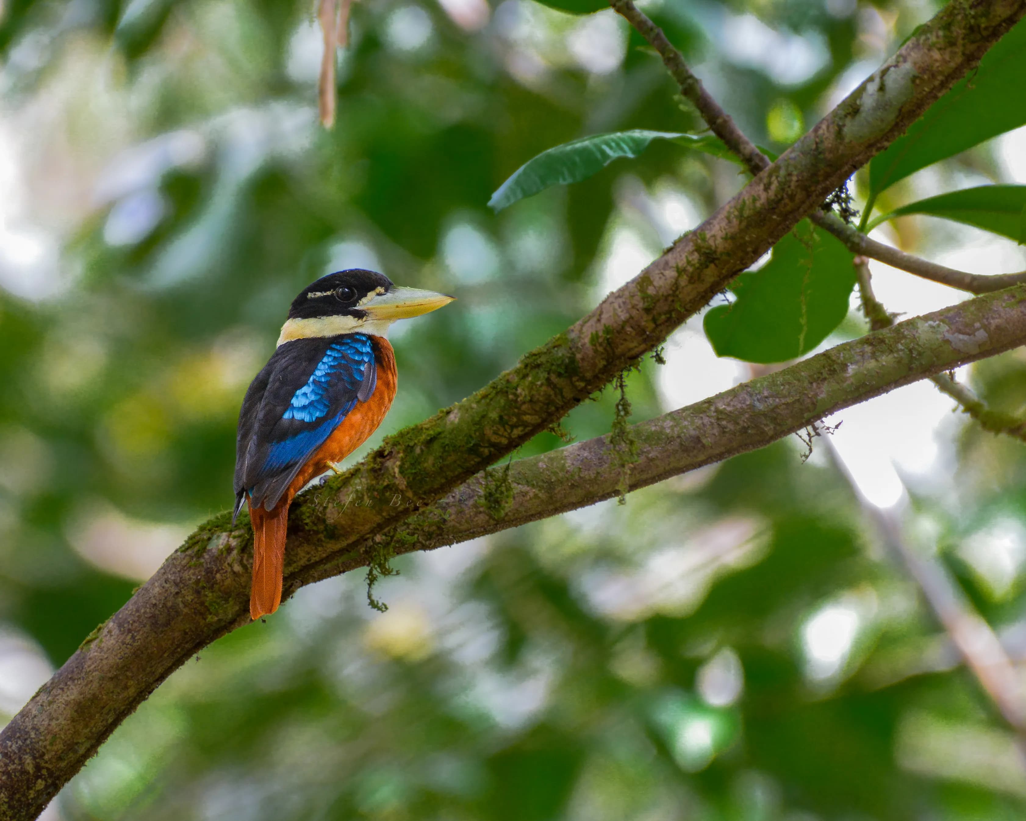 23 Days / 22 Nights Bird Expedition – Sulawesi, North Moluccas & West Papua - 1