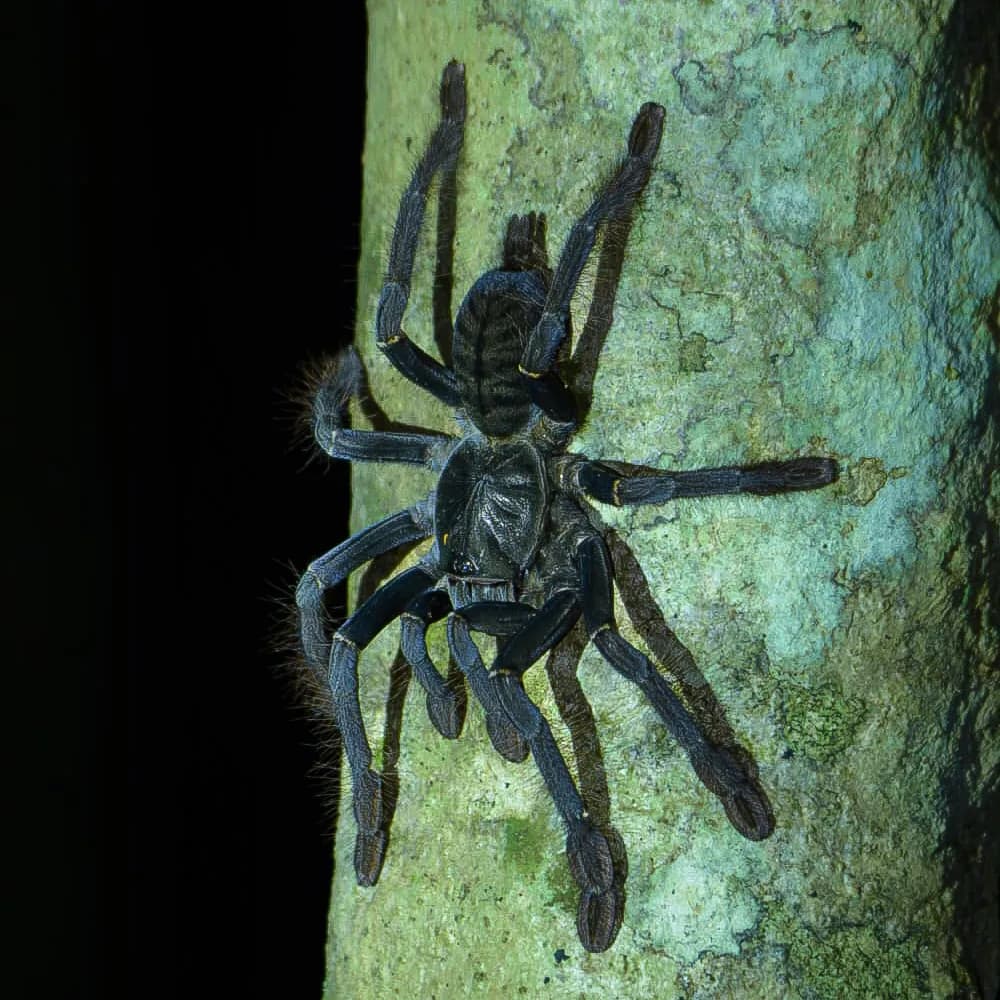 TANGKOKO WILDLIFE TOUR - 3