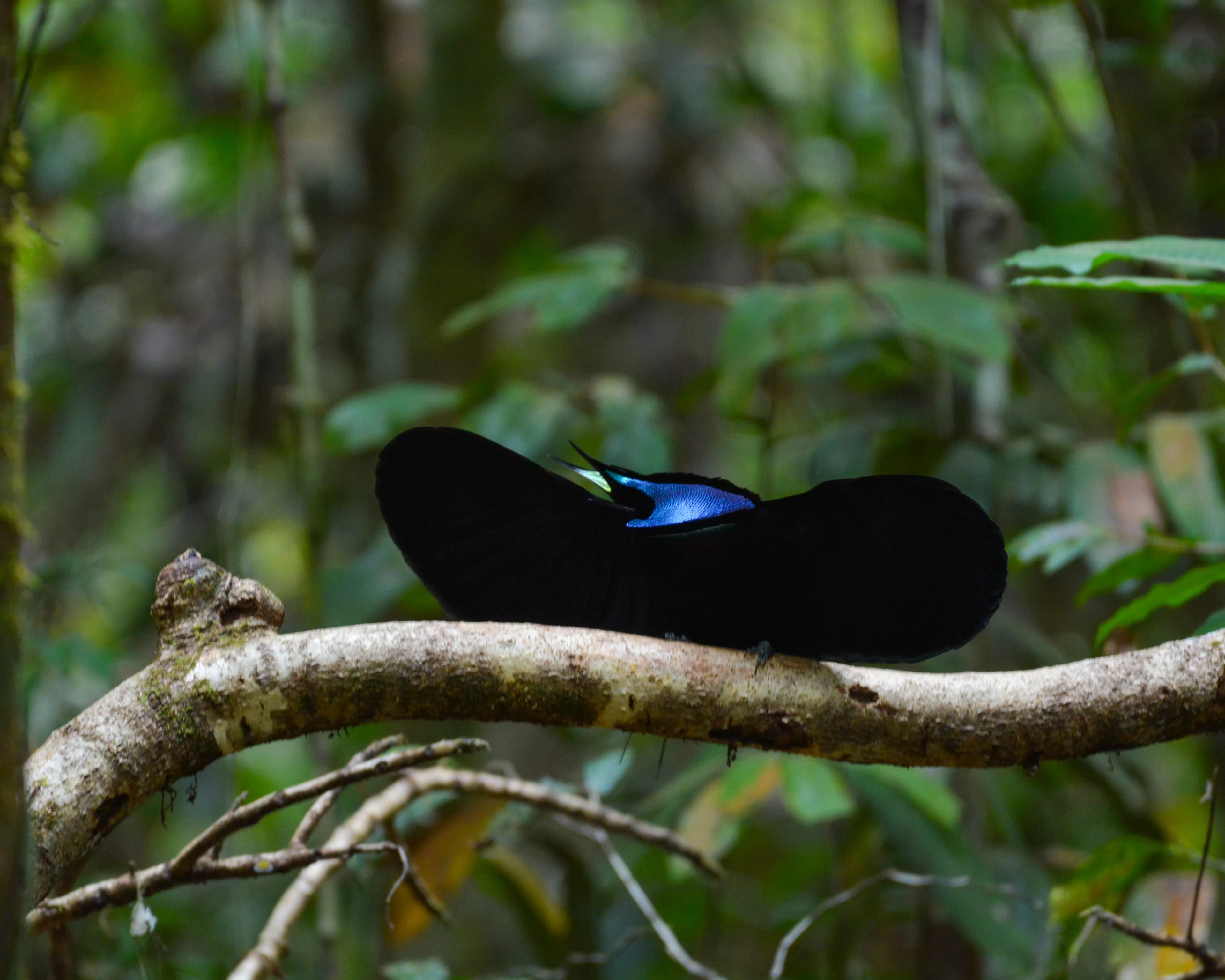 23 Days / 22 Nights Bird Expedition – Sulawesi, North Moluccas & West Papua - 2