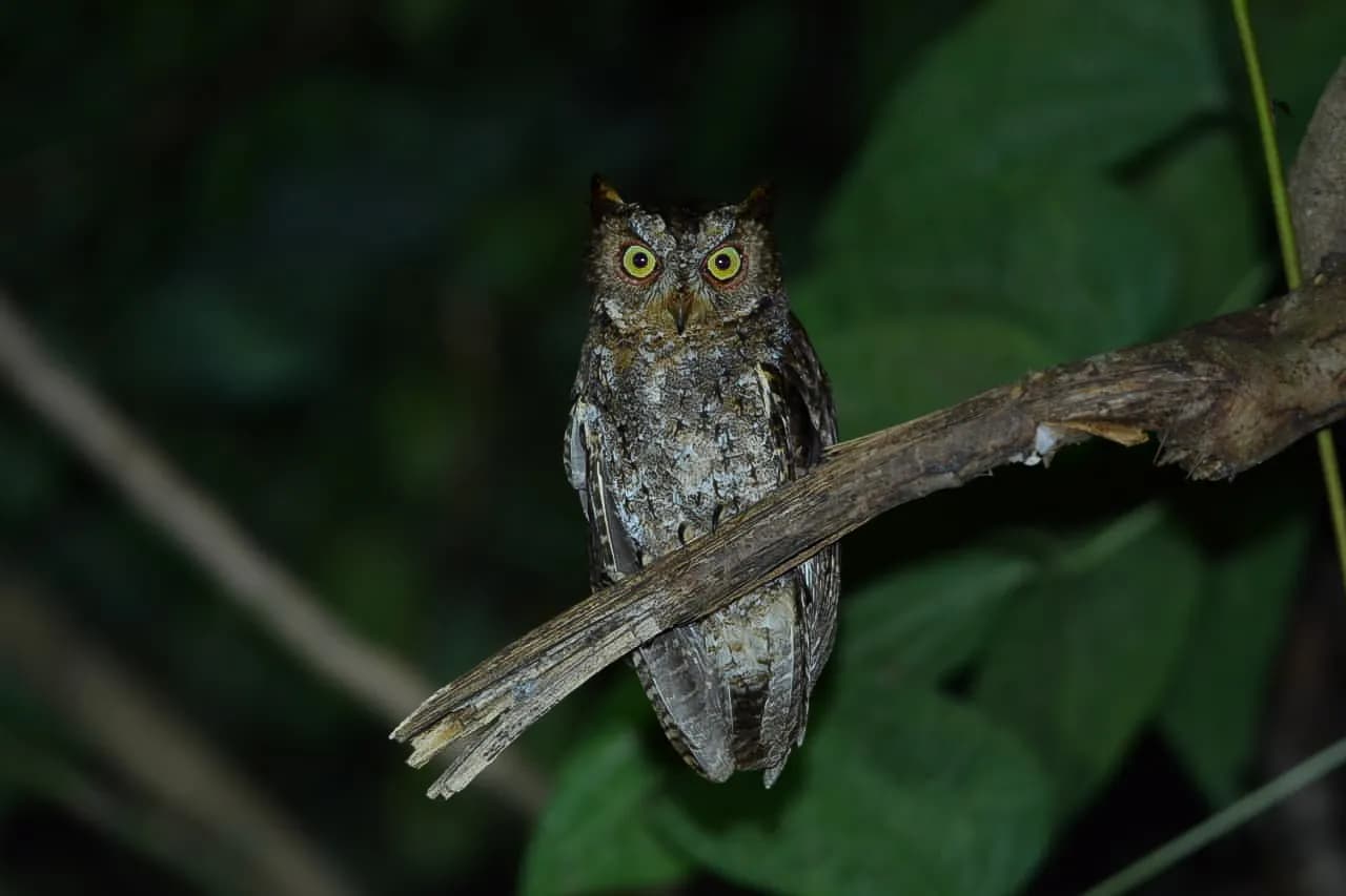 TANGKOKO WILDLIFE TOUR - 5