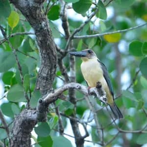 Tangkoko-Tomohon Birding Tour 6days/5nights - 8
