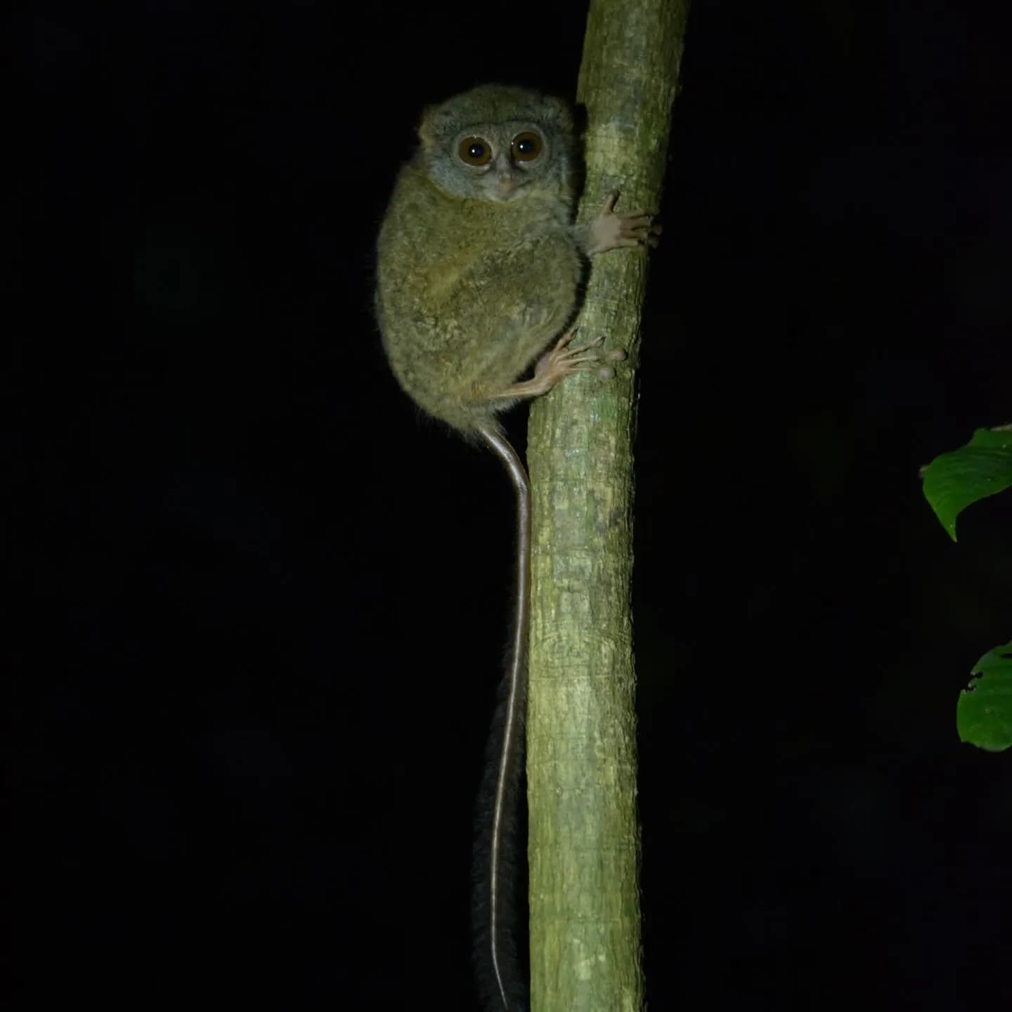 TANGKOKO WILDLIFE TOUR - 1
