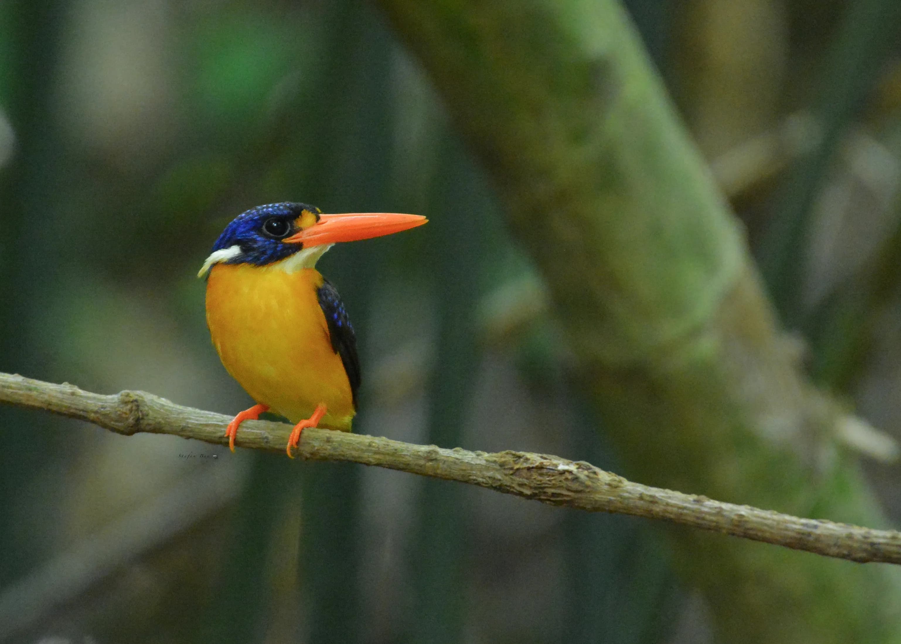 23 Days / 22 Nights Bird Expedition – Sulawesi, North Moluccas & West Papua - 8
