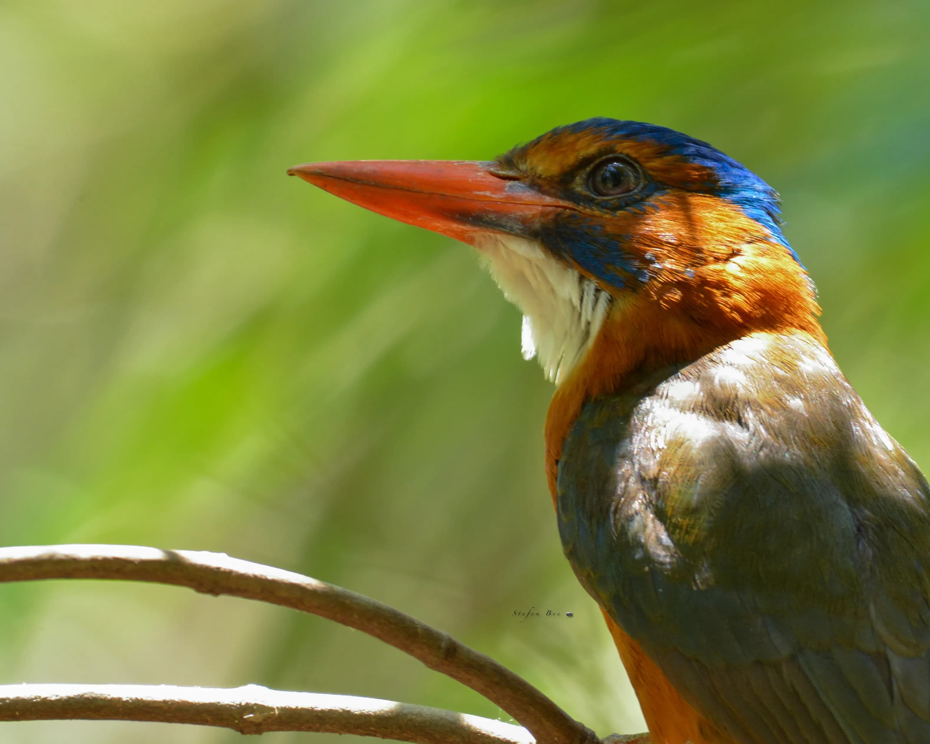 TANGKOKO WILDLIFE TOUR - 7