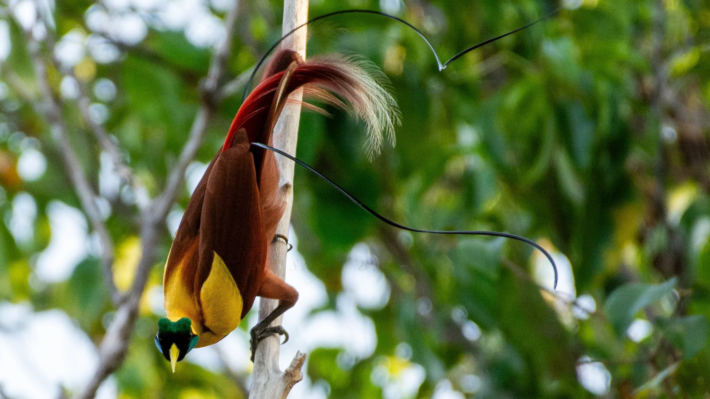 Red Bird-of-paradise (paradisaea rubra) male