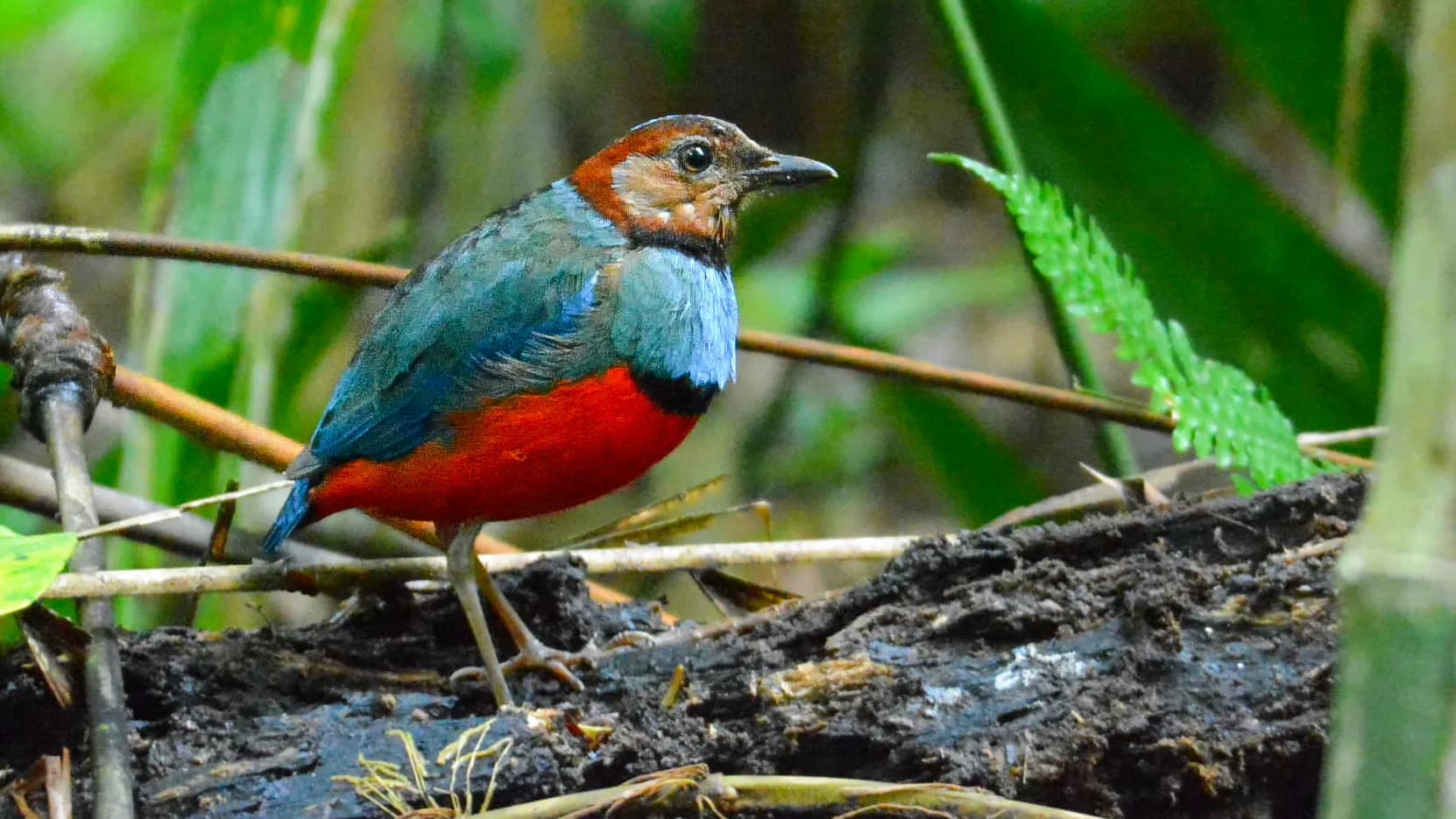Sulawesi Pitta (erythorpitta celebensis)