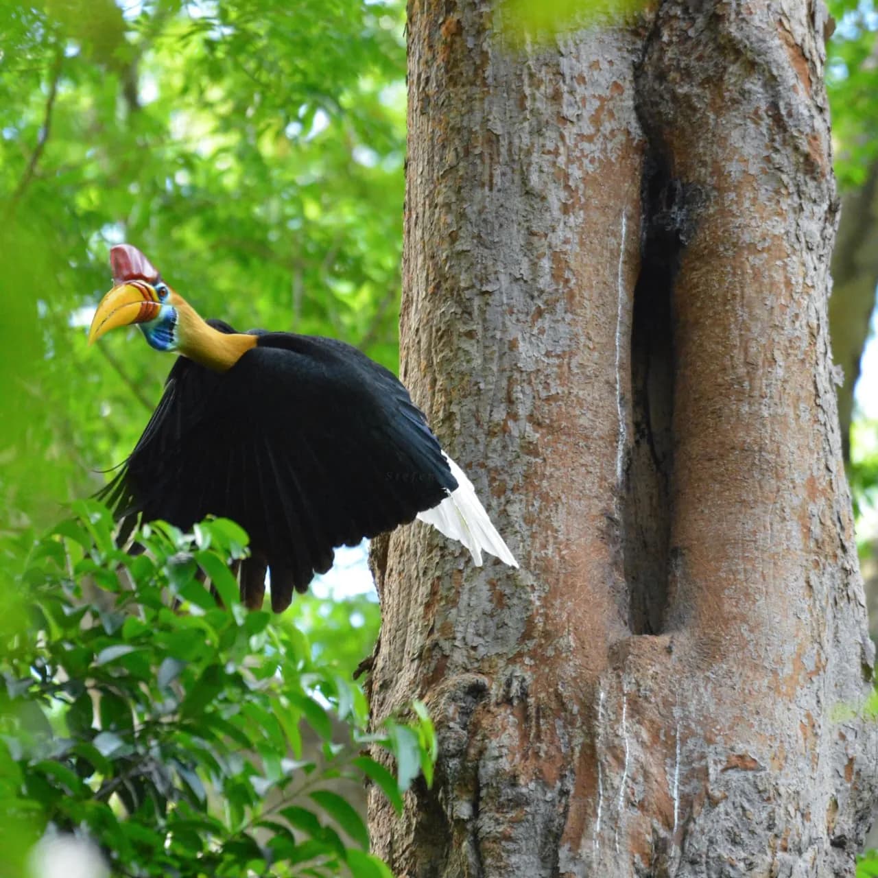 23 Days / 22 Nights Bird Expedition – Sulawesi, North Moluccas & West Papua - 12