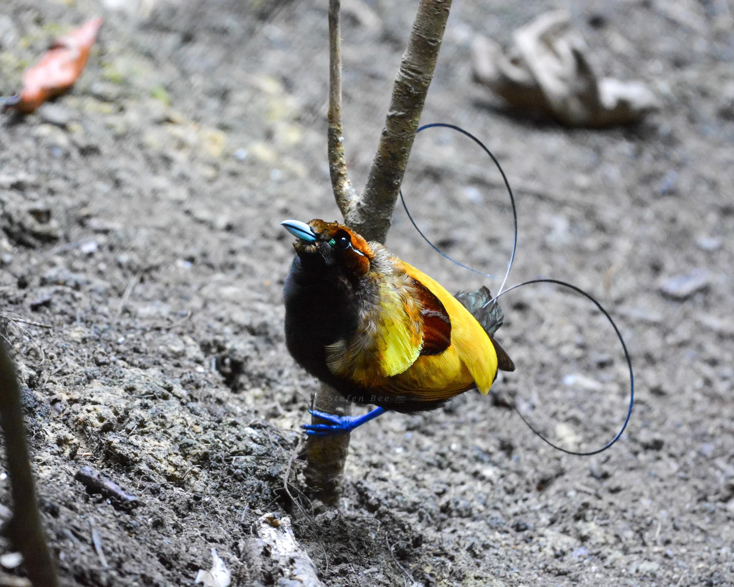 23 Days / 22 Nights Bird Expedition – Sulawesi, North Moluccas & West Papua - 5