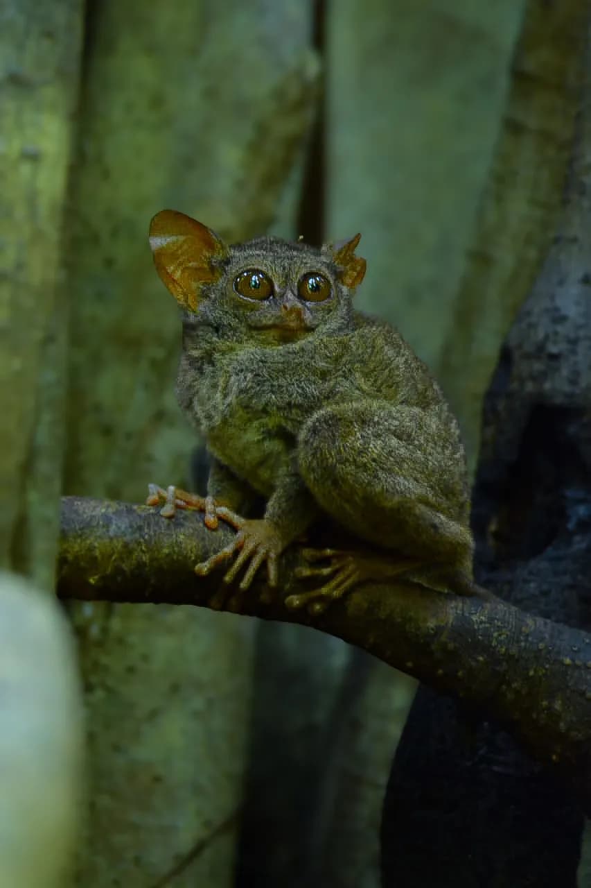 TANGKOKO WILDLIFE TOUR - 4