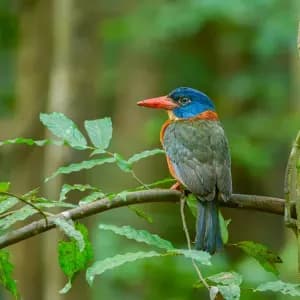 Tangkoko-Tomohon Birding Tour 6days/5nights - 7