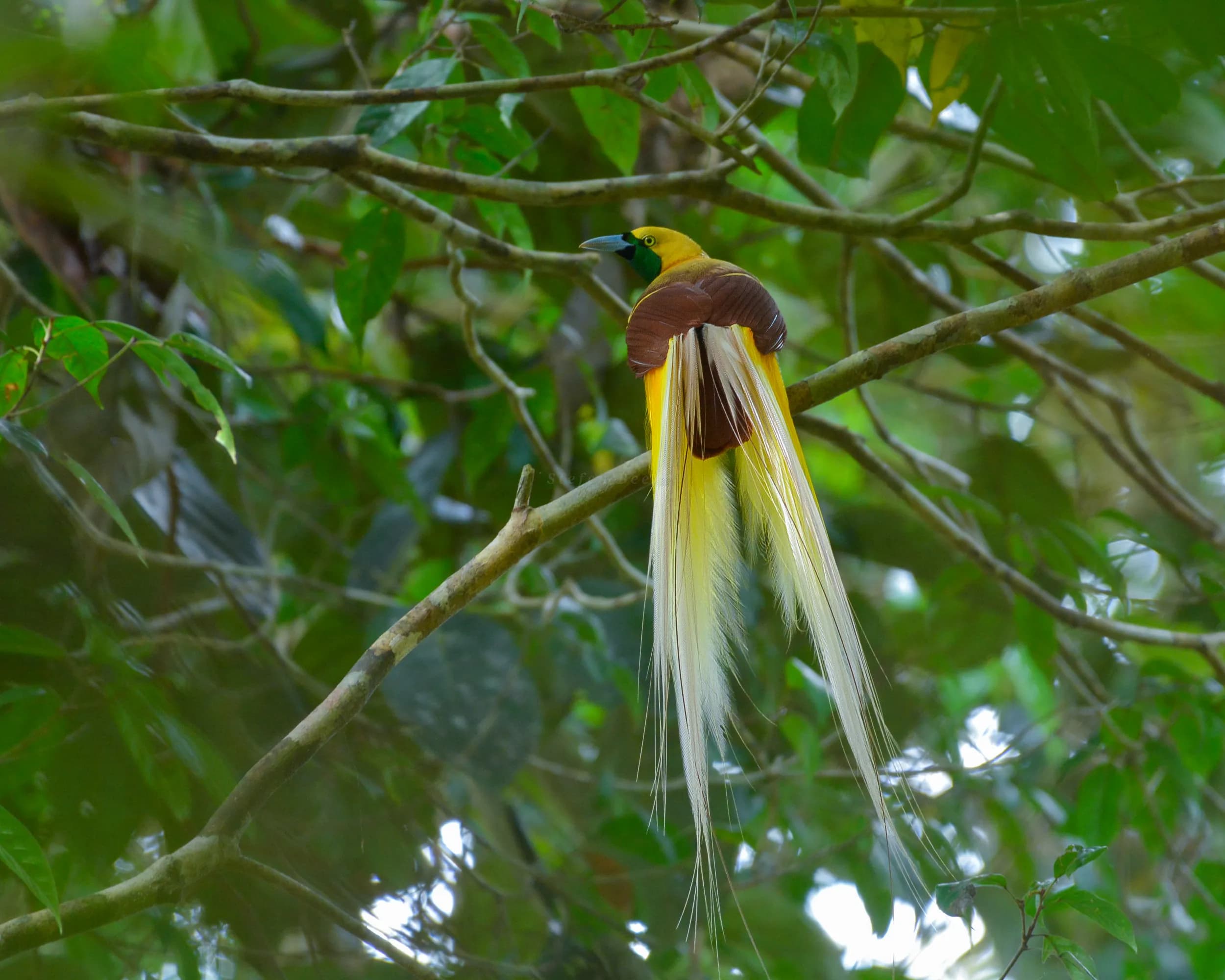 23 Days / 22 Nights Bird Expedition – Sulawesi, North Moluccas & West Papua - 4