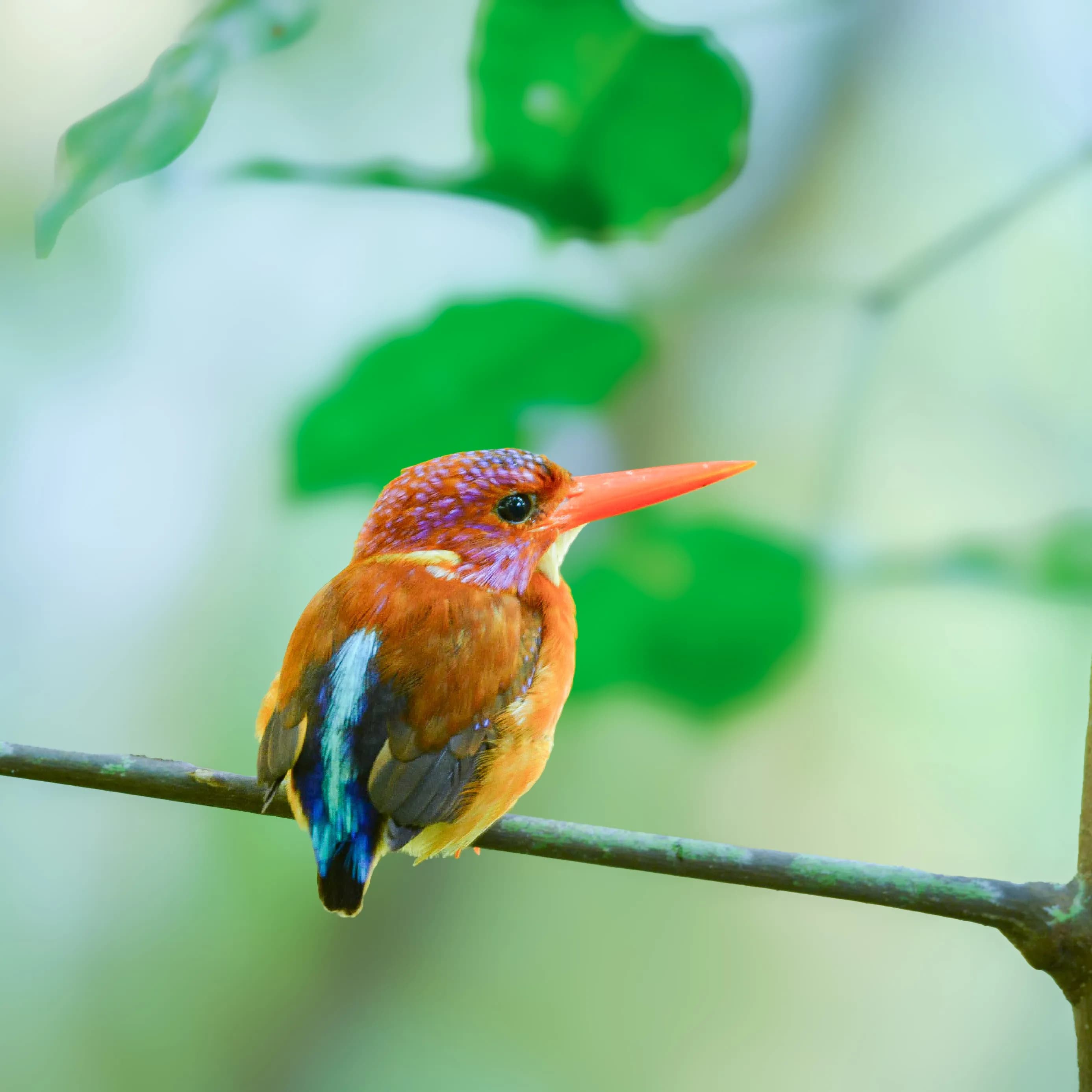 23 Days / 22 Nights Bird Expedition – Sulawesi, North Moluccas & West Papua - 10