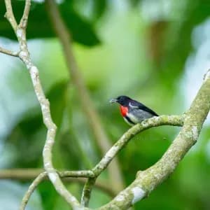 Tangkoko-Tomohon Birding Tour 6days/5nights - 2